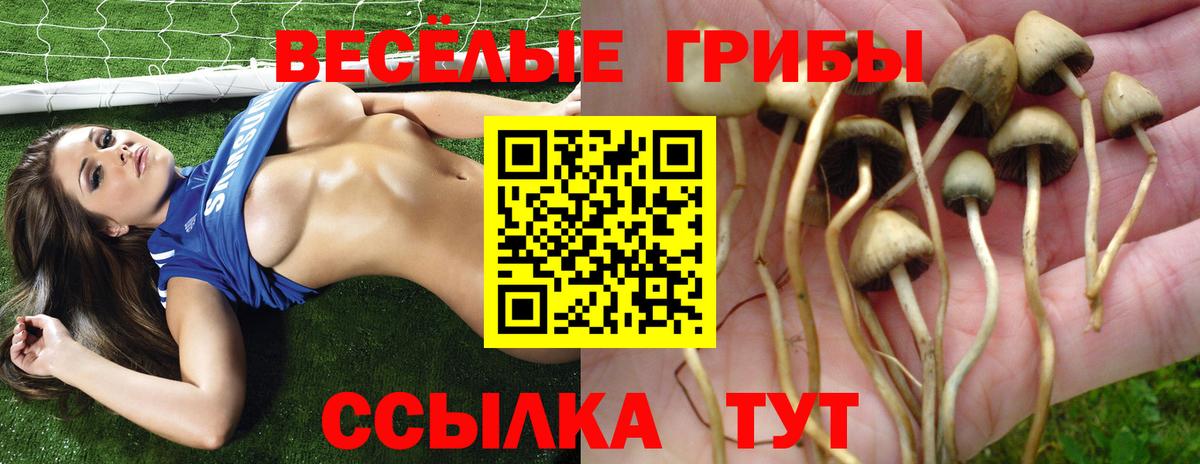 Псилоцибиновые грибы Psilocybine cubensis Хабаровск